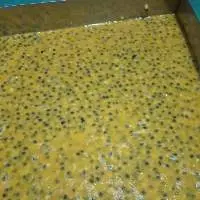 IQF Frozen Passion Fruit