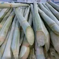 Frozen Sugarcane