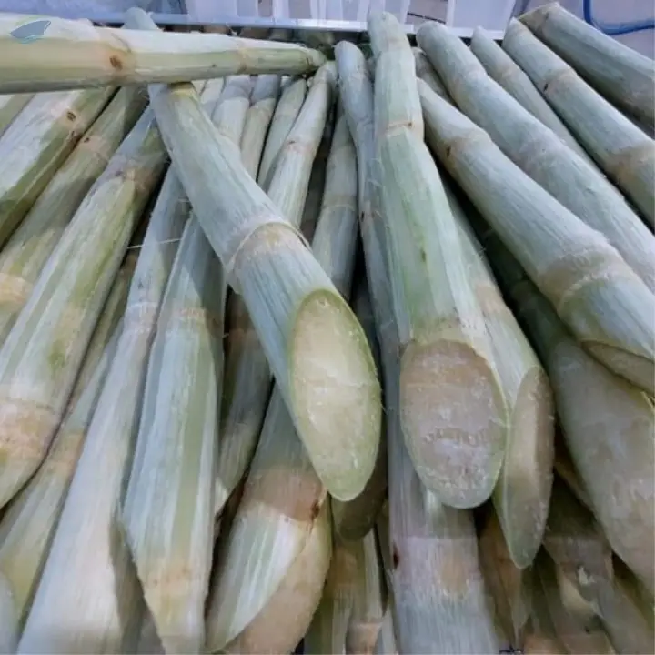 Frozen Sugarcane