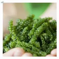 Sea Grapes/ Seaweed