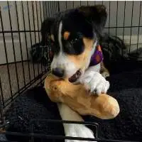 Coffee Wood Pet Chew