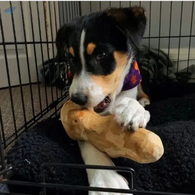 Coffee Wood Pet Chew