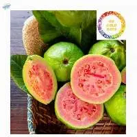 Frozen Guava