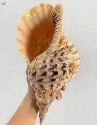 Trumpet Seashell