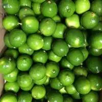 Fresh Lime