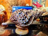Trumpet Seashells