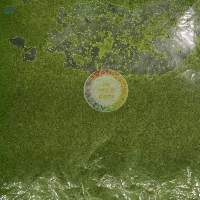 Vietnam Cassava Leaves Frozen