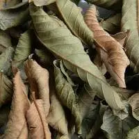 Dried Guava Leaf