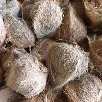 Mature Coconut