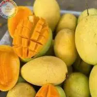 Fresh Cat Chu Mangoes