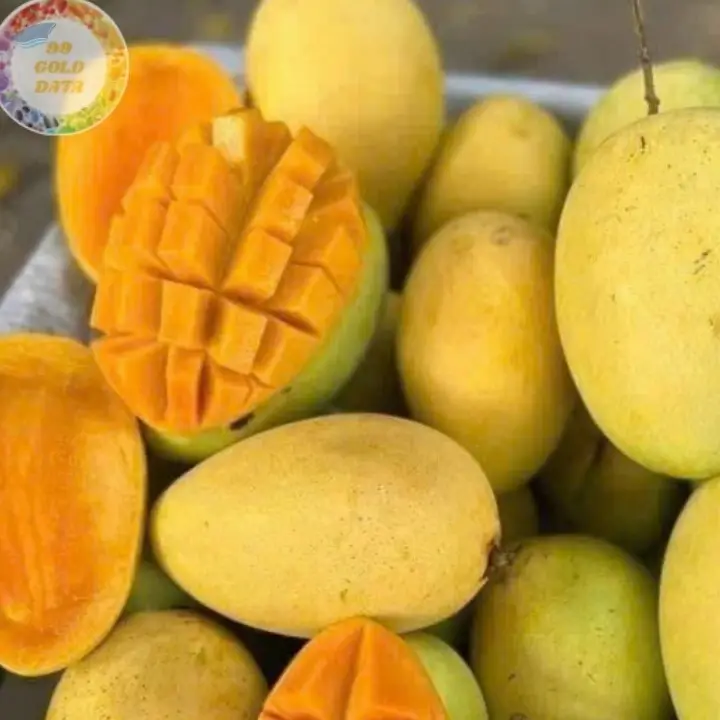 Fresh Cat Chu Mangoes