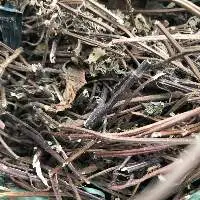 Black Grass Leaves