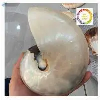 Chambered Nautilus Shell