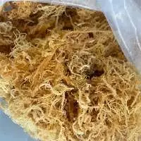 Dried Sea Moss