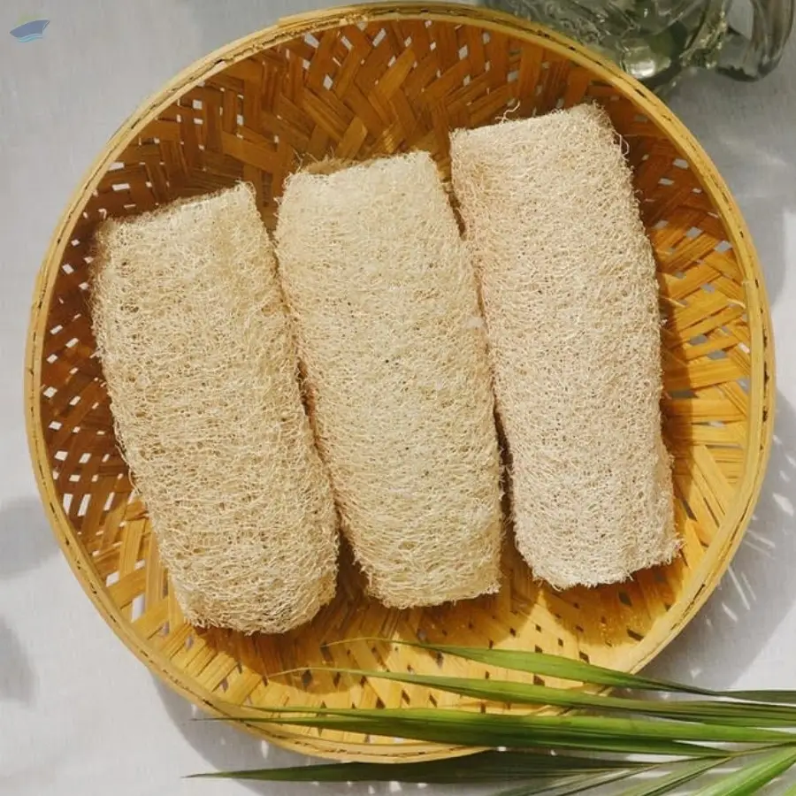 Loofah Luffa