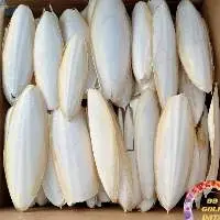 Dried Cuttlefish Bone