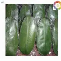Soursop Graviola Leaf