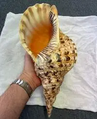 Trumpet Triton Shell