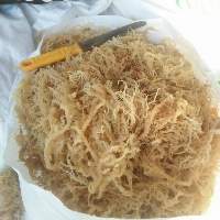 Cottonii Seaweed