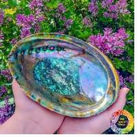 ABALONE SHELL