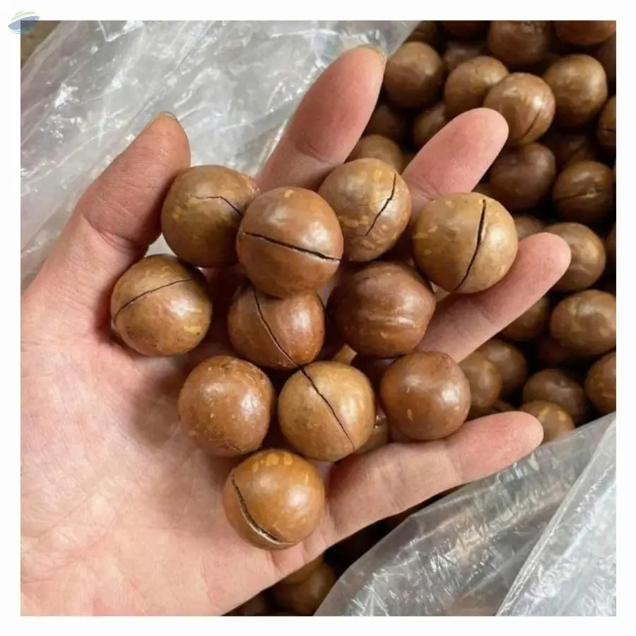 Dried Macca Nuts