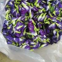Butterfly Pea Flower