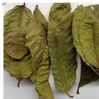 Dried Guava LeafV