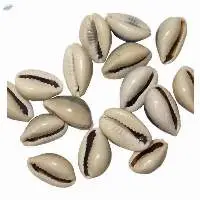 SeaShell Cowry