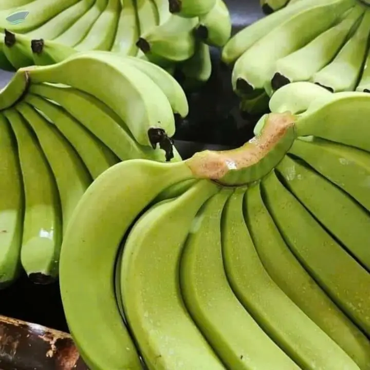 Fresh Cavendish Banana