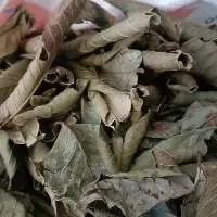 Guava Leaf