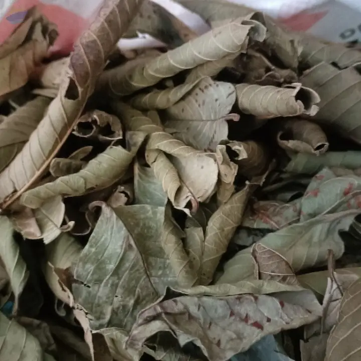 Guava Leaf