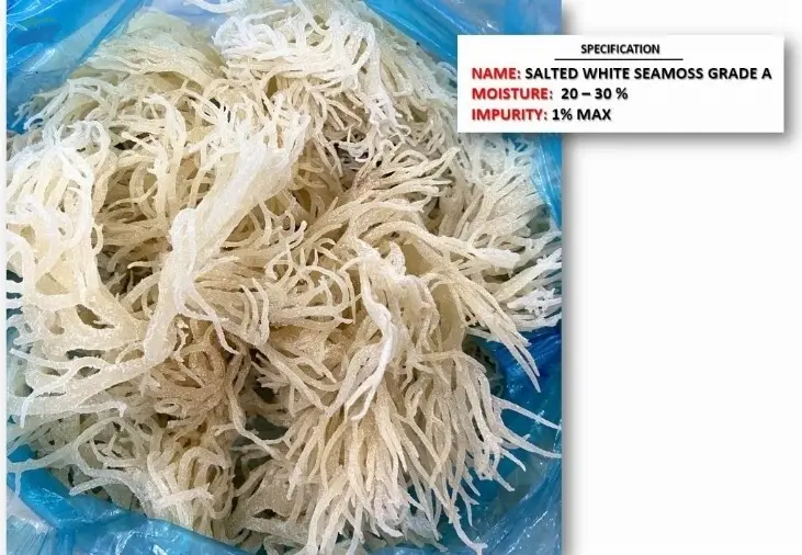 SEA MOSS