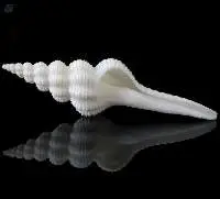Conch