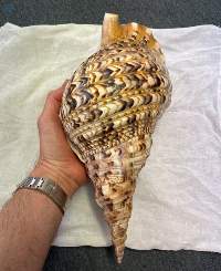 Trumpet Triton Shell