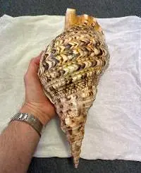 Trumpet Triton Shell