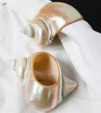 Seashell Napkin Rings