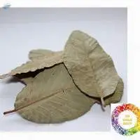 Dried Guava Leaf