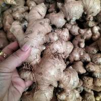 Fresh Ginger