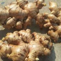 Fresh Ginger