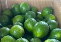 Fresh Seedless Lime