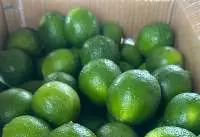 Fresh Seedless Lime