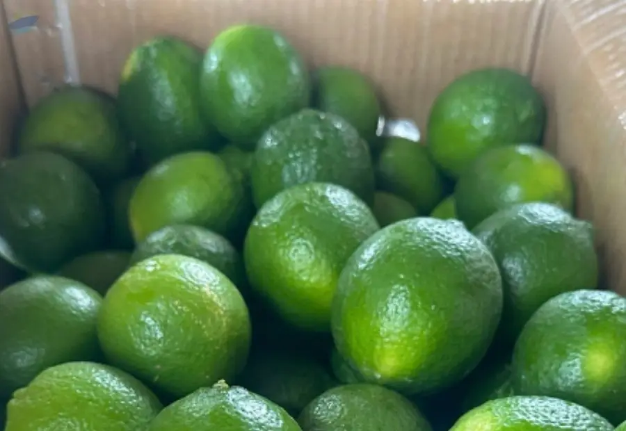 Fresh Seedless Lime