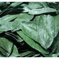 Dried Soursop Leaves