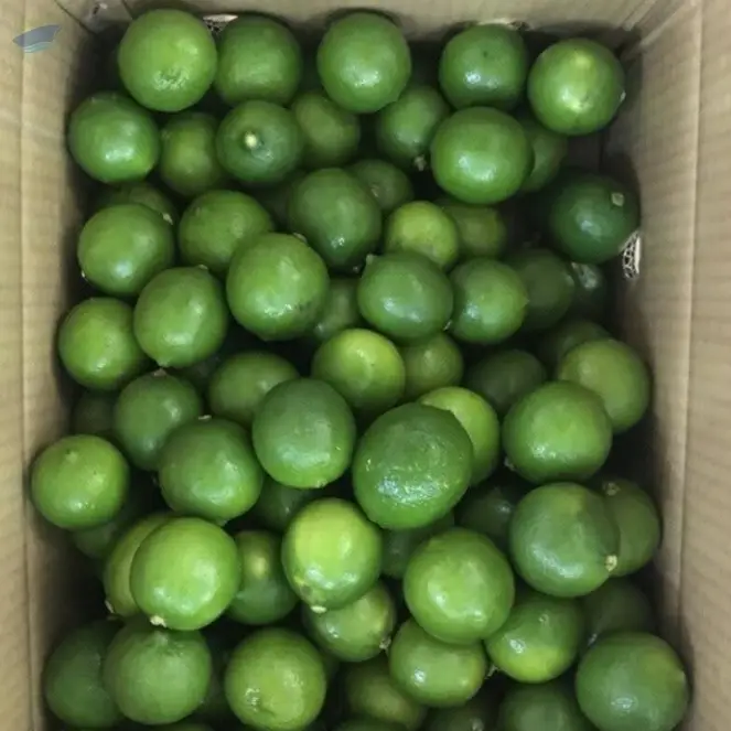 Fresh Green Lime