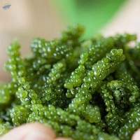 Premium Sea Grape