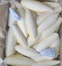 Cuttlefish Bone White