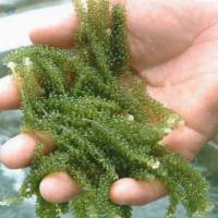 Sea Grapes