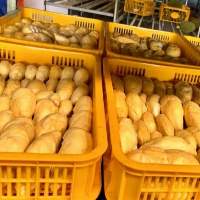 Frozen Durian