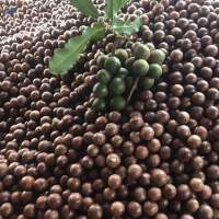 Macadamia Nuts