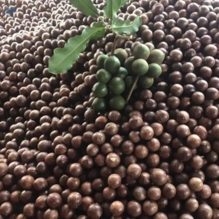 Macadamia Nuts